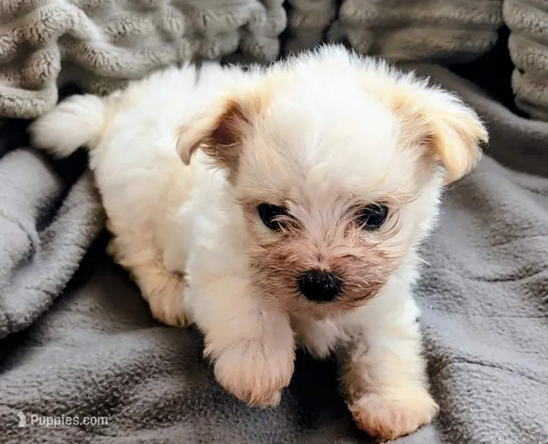 TJ – Morkie puppy for sale in Allen, TX