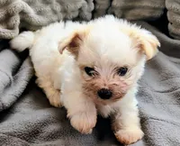 TJ, a male Morkie for sale in Allen, TX – 1 of 3