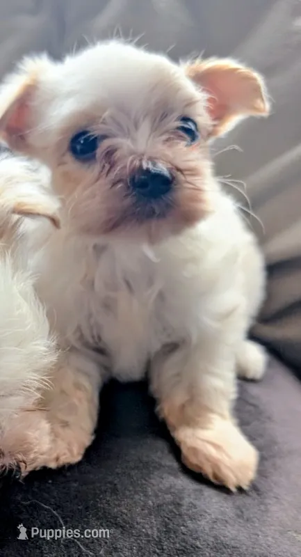 Tinker – Morkie puppy for sale in Allen, TX