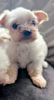 Tinker, a male Morkie for sale in Allen, TX – 1 of 4