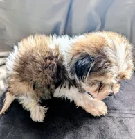 Dixe, a female Morkie for sale in Allen, TX – 3 of 3