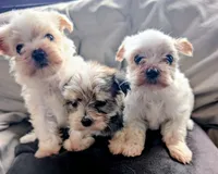 Tinker, a male Morkie for sale in Allen, TX – 3 of 4