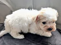 Tinker, a male Morkie for sale in Allen, TX – 4 of 4