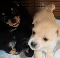 processed/f4b4a7ba-c2bb-4a69-a096-17aeea5af0e9/listing/65fd3359-c52c-46c3-8f6f-47be8b8b6c9a/7a033e4b-7d13-4f81-83cc-45b67f76d3bd