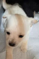 processed/f4b4a7ba-c2bb-4a69-a096-17aeea5af0e9/listing/65fd3359-c52c-46c3-8f6f-47be8b8b6c9a/90a236da-a395-43e1-8f3e-a7b28b570710