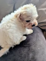 TJ, a male Morkie for sale in Allen, TX – 2 of 3