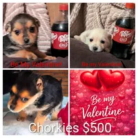 Sweet pea, a female Chorkie for sale in Allen, TX – Photo 4 of 5