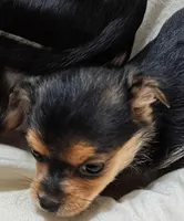 Sweet pea, a female Chorkie for sale in Allen, TX – Photo 3 of 5