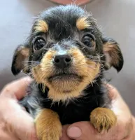 Sweet pea, a female Chorkie for sale in Allen, TX – Photo 5 of 5