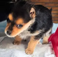 Sweet pea, a female Chorkie for sale in Allen, TX – Photo 2 of 5