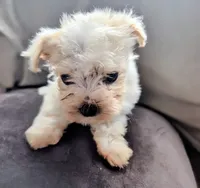 Tinker, a male Morkie for sale in Allen, TX – 2 of 4