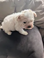 TJ, a male Morkie for sale in Allen, TX – 3 of 3