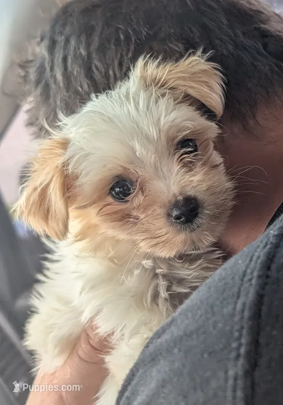 TJ – Morkie puppy for sale in Allen, TX