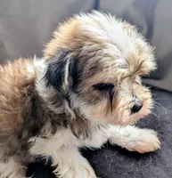 Dixe, a female Morkie for sale in Allen, TX – 2 of 3