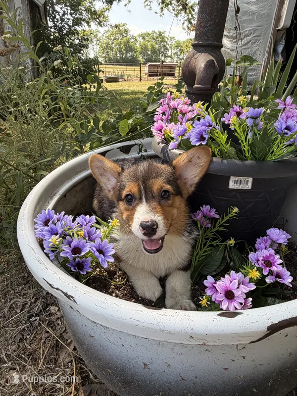 Dexter  – Pembroke Welsh Corgi puppy for sale in Grant City, MO
