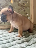 Nala, a female French Bulldog for sale in Grant City, MO – 2 of 3