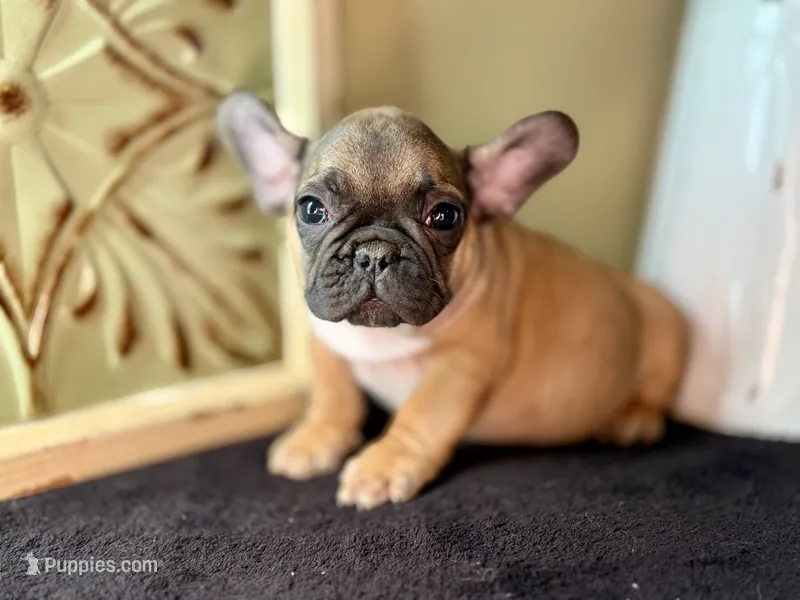 Rooster – French Bulldog puppy for sale in Grant City, MO