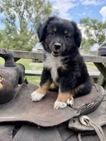Ranger , a male Australian Shepherd for sale in Grant City, MO – 2 of 3