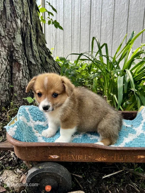 Elvis  – Pembroke Welsh Corgi puppy for sale in Grant City, MO