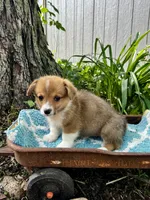 Elvis , a male Pembroke Welsh Corgi for sale in Grant City, MO – 1 of 2