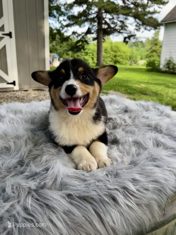 Wilder  – Pembroke Welsh Corgi puppy for sale in Grant City, MO
