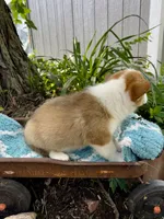 Rigby, a male Pembroke Welsh Corgi for sale in Grant City, MO – 2 of 2