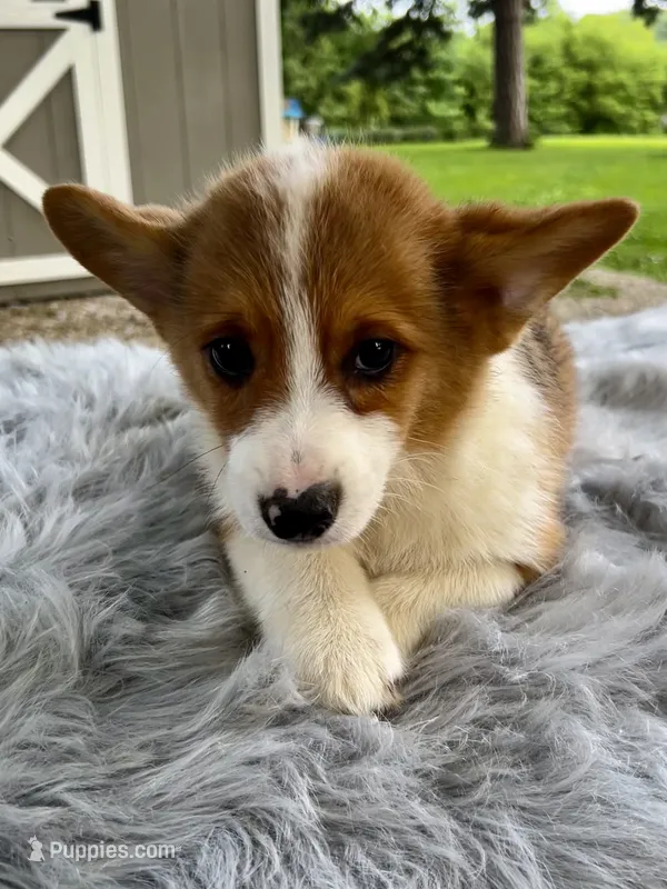 Rigby – Pembroke Welsh Corgi puppy for sale in Grant City, MO