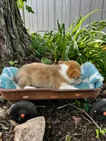 Rudy, a male Pembroke Welsh Corgi for sale in Grant City, MO – 2 of 2