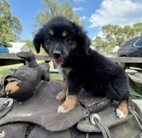 Charlotte , a female Australian Shepherd for sale in Grant City, MO – 2 of 2
