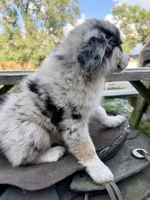 Blaze, a male Australian Shepherd for sale in Grant City, MO – 3 of 3