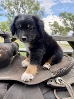 Ranger , a male Australian Shepherd for sale in Grant City, MO – 3 of 3