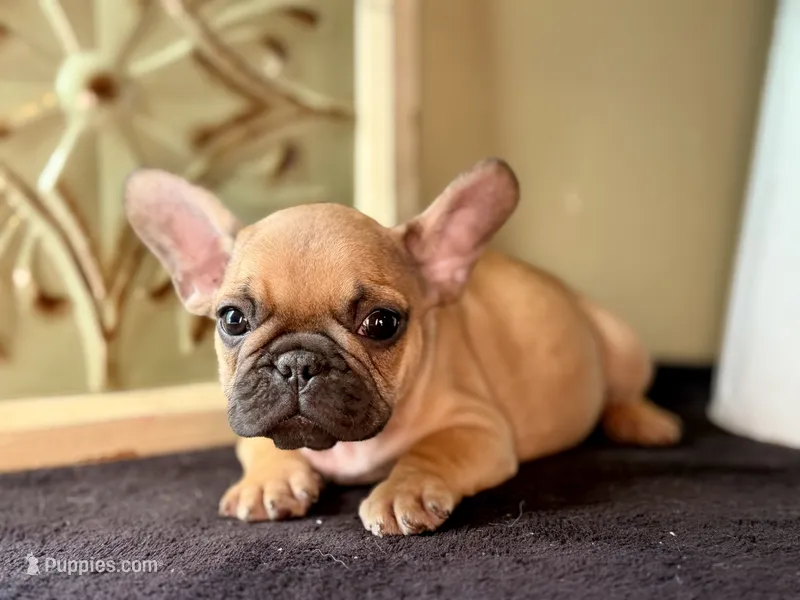 Loki – French Bulldog puppy for sale in Grant City, MO