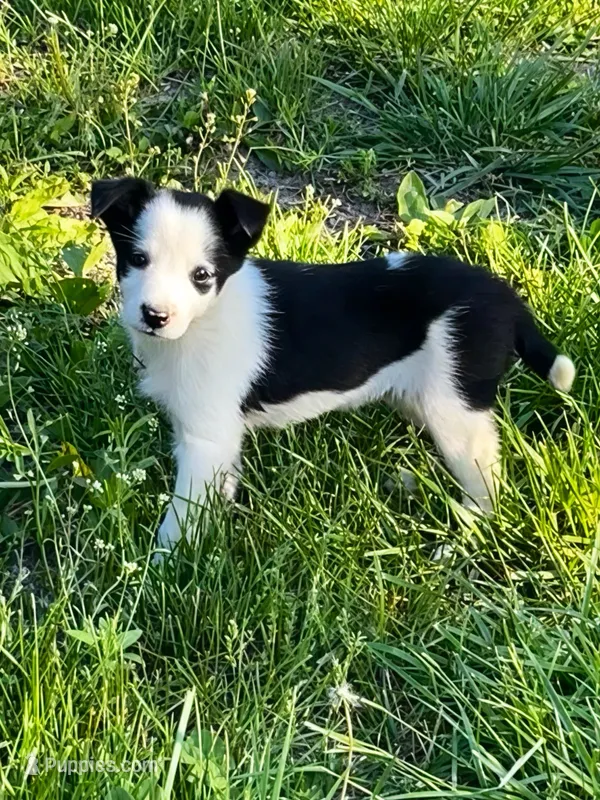 Dottie  – Border Collie puppy for sale in Grant City, MO