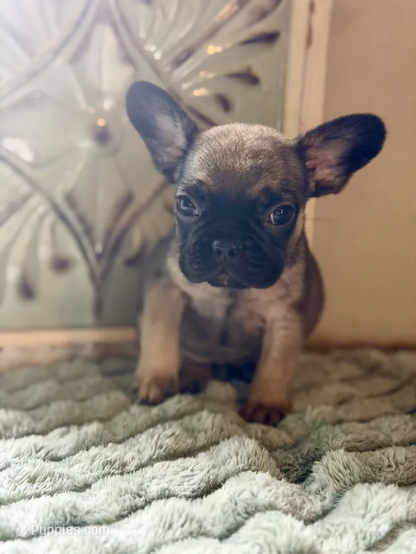 Kiara  – French Bulldog puppy for sale in Grant City, MO