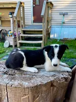 Twitch , a male Border Collie for sale in Grant City, MO – 2 of 3