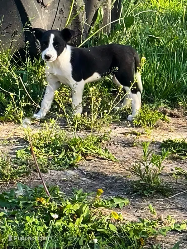 Bonnie – Border Collie puppy for sale in Grant City, MO