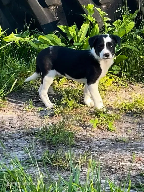 Kitty – Border Collie puppy for sale in Grant City, MO
