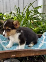Dexter , a male Pembroke Welsh Corgi for sale in Grant City, MO – 2 of 2