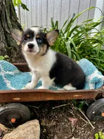 Eva , a female Pembroke Welsh Corgi for sale in Grant City, MO – 1 of 2