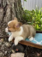 Titan , a male Pembroke Welsh Corgi for sale in Grant City, MO – 2 of 2
