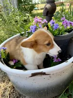 Rigby, a male Pembroke Welsh Corgi for sale in Grant City, MO – 3 of 3