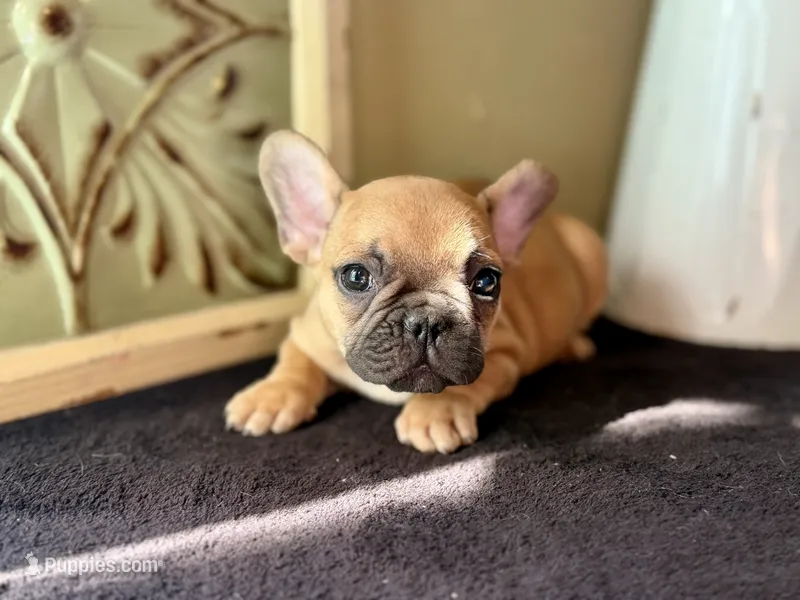 Peg – French Bulldog puppy for sale in Grant City, MO