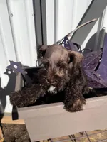 Frankie , a male Miniature Schnauzer for sale in Grant City, MO – Photo 2 of 3