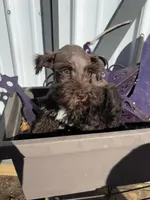 Frankie , a male Miniature Schnauzer for sale in Grant City, MO – Photo 3 of 3