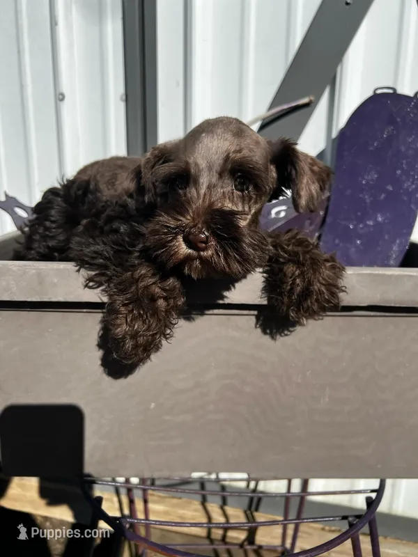 Frankie , a male Miniature Schnauzer for sale in Grant City, MO – Photo 1 of 3