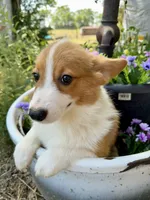 Rigby, a male Pembroke Welsh Corgi for sale in Grant City, MO – 2 of 3