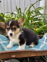 Dexter , a male Pembroke Welsh Corgi for sale in Grant City, MO – 1 of 2
