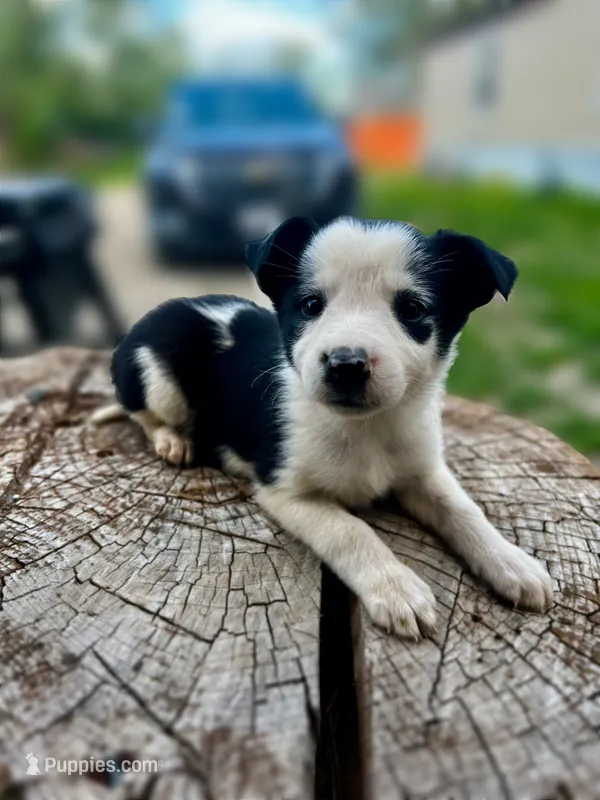 Dottie  – Border Collie puppy for sale in Grant City, MO