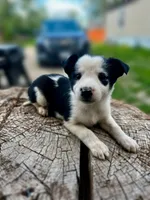 Dottie , a female Border Collie for sale in Grant City, MO – 1 of 3