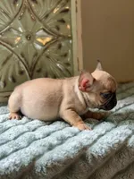 Loki, a male French Bulldog for sale in Grant City, MO – 2 of 2